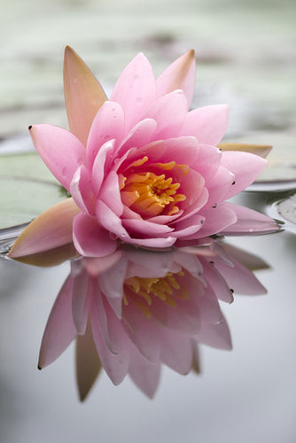 Fotobehang Lotus
