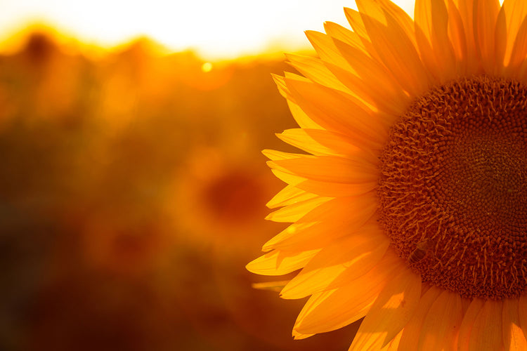 Fotobehang Macro Sunflower