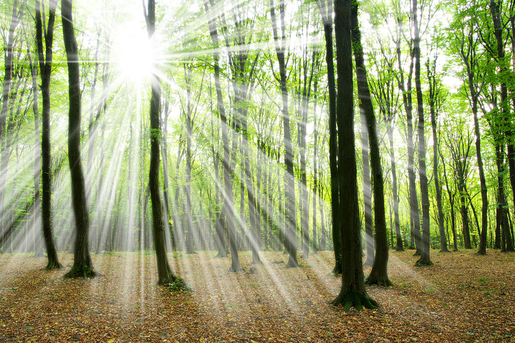 Fotobehang Magic Light In The Trees