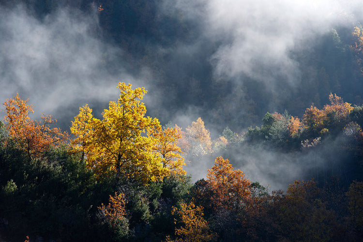 Fotobehang Moonlight Forest