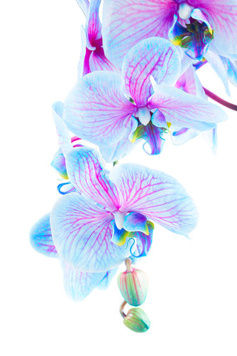 Fotobehang Orchid Butterfly
