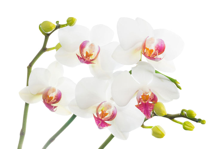 Fotobehang Orchids Love