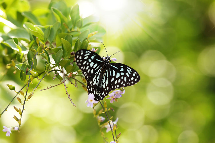 Fotobehang Papilio Butterfly XXL