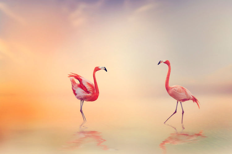 Fotobehang Romantic Flamingos