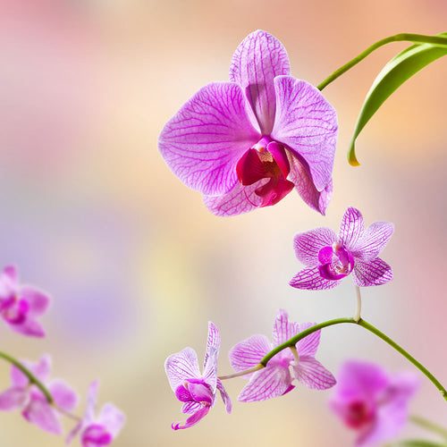 Fotobehang Romantic Orchids