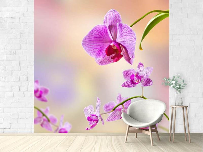 Fotobehang Orchidee, Romantisch