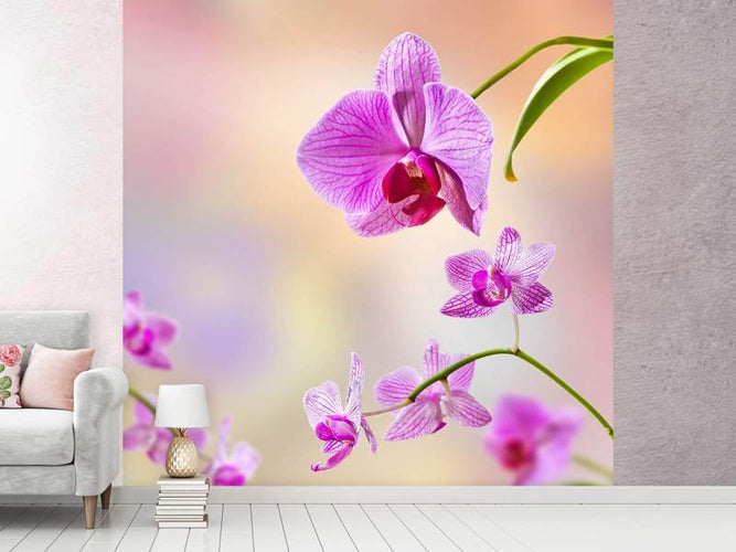 Fotobehang Orchidee, Romantisch