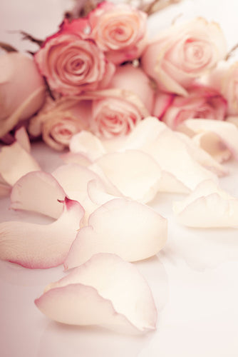 Fotobehang Soft Rose Petals