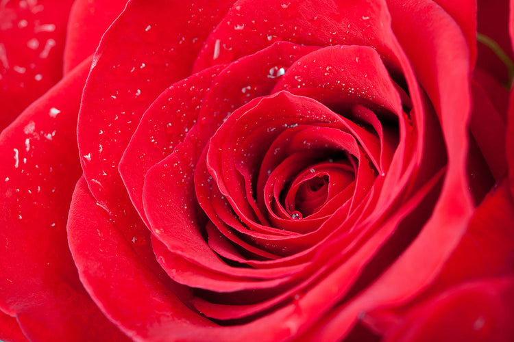 Fotobehang Red Rose In Morning Dew