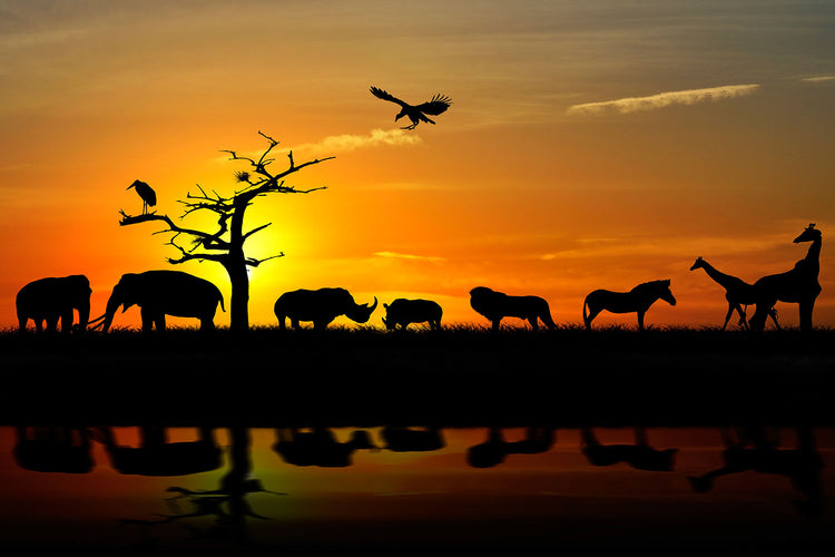 Fotobehang Safari Animals At Sunset