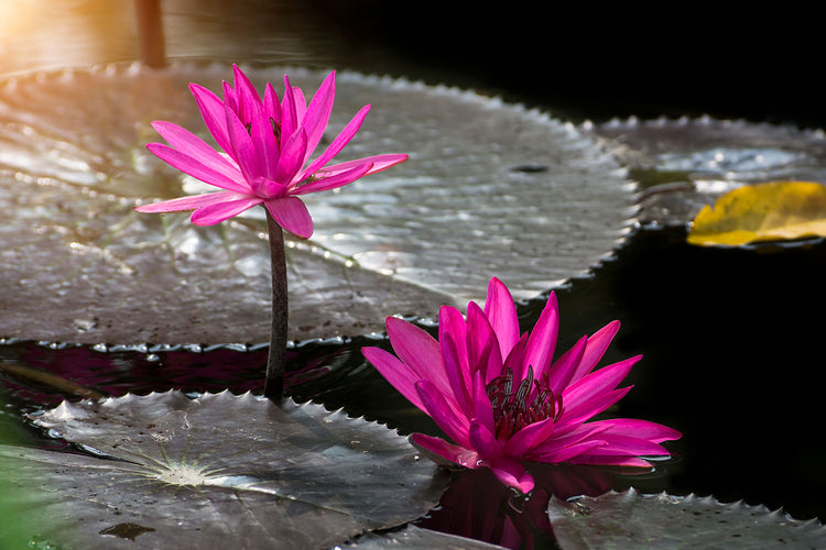 Fotobehang Water Lily In The Morning Dew