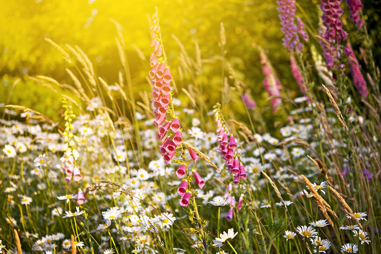 Fotobehang Summer Flower Meadow