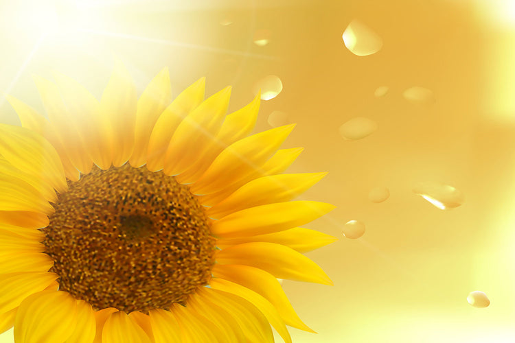 Fotobehang Sunflower in Morning dew
