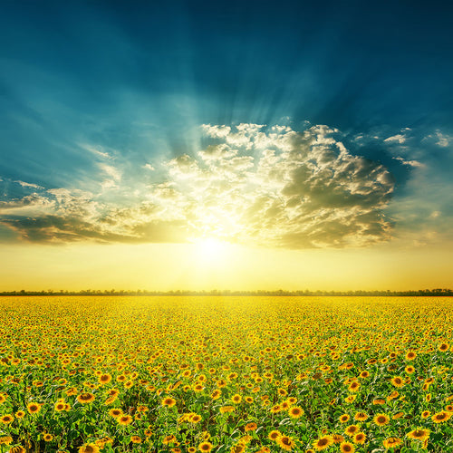 Fotobehang Sunflowers In The Evening Sun