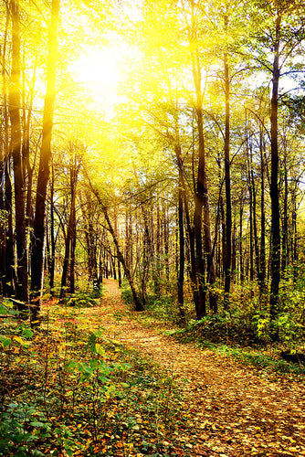 Fotobehang Woodland Walk In The Autumn Sun