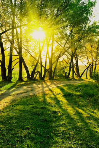 Fotobehang Forest Path In Sunlight