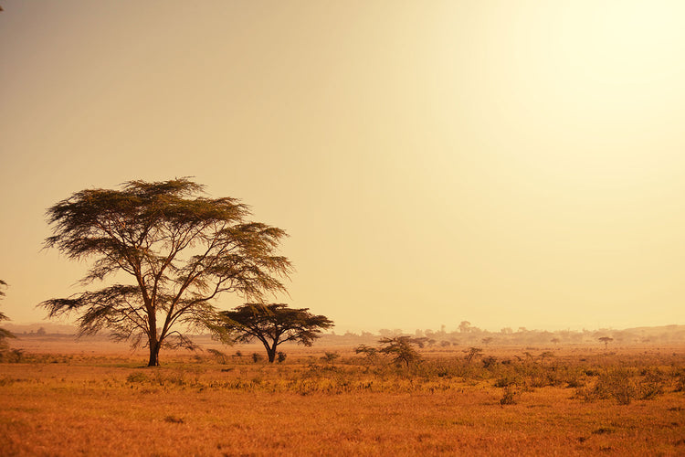Fotobehang Pastures In Kenya