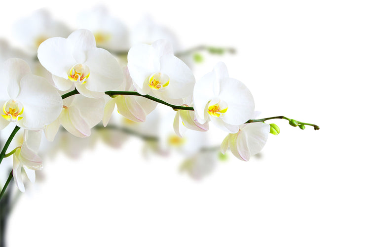 Fotobehang White Orchids