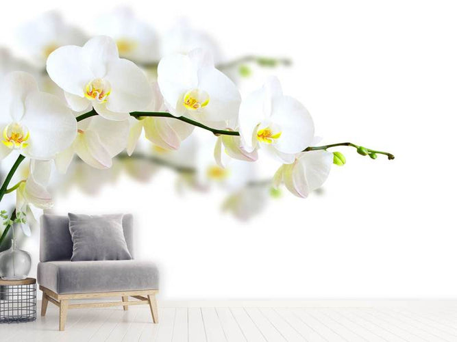 Fotobehang Witte Orchidee