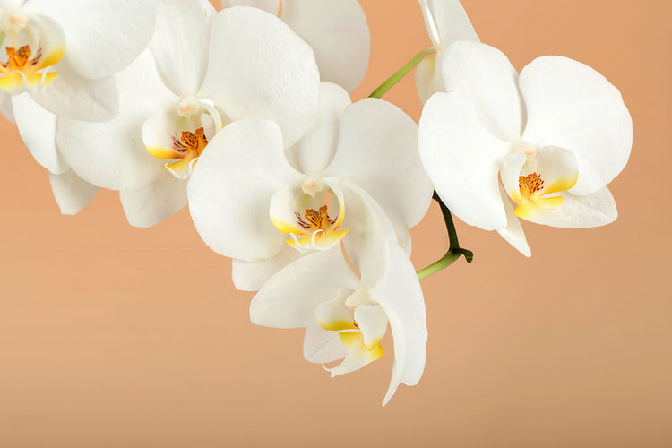 Fotobehang White Orchid Flowers