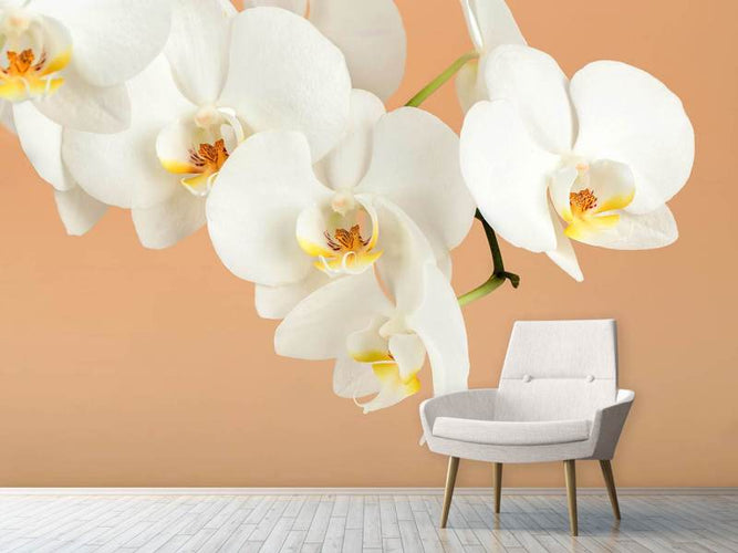 Fotobehang Witte Orchidee