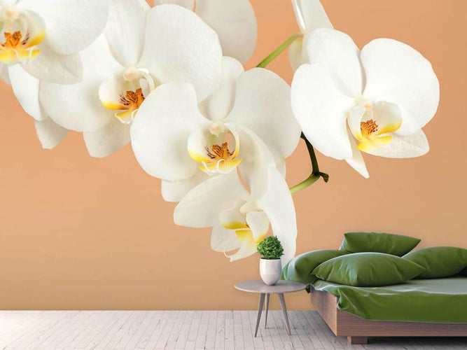 Fotobehang Witte Orchidee