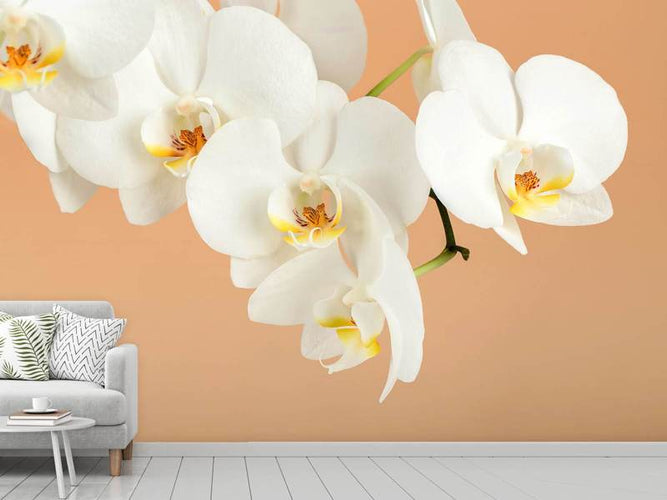 Fotobehang Witte Orchidee