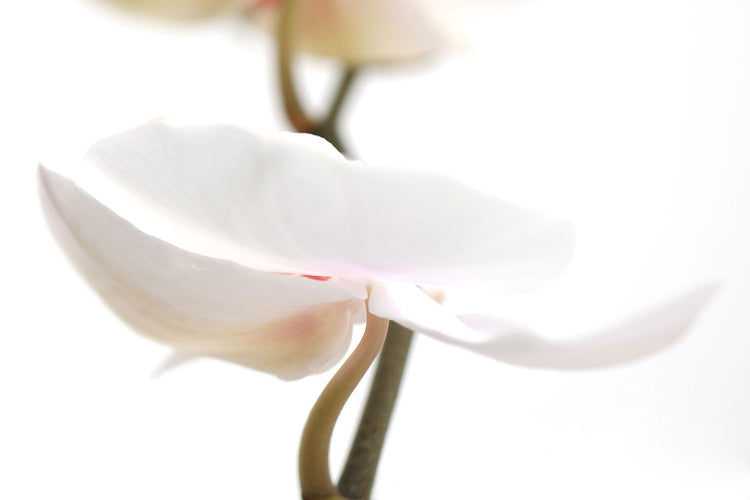Fotobehang XXL Orchid Flower