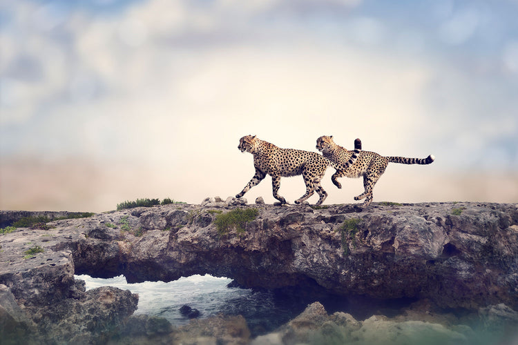 Fotobehang Two Cheetahs