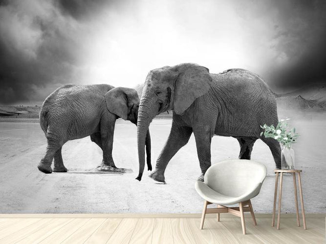 Fotobehang 2 olifanten, zwart/wit