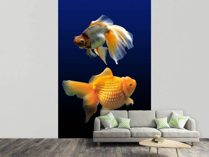 Fotobehang 2 grappige goudvissen, oranje