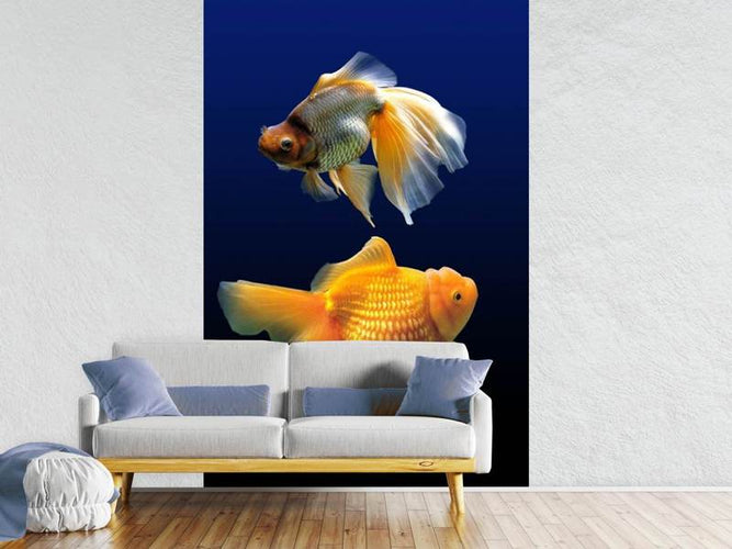 Fotobehang 2 grappige goudvissen, oranje