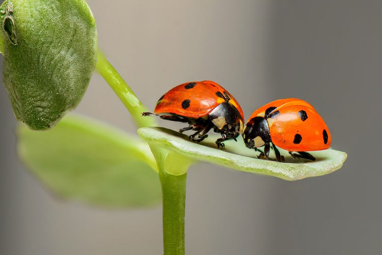 Fotobehang 2 ladybirds