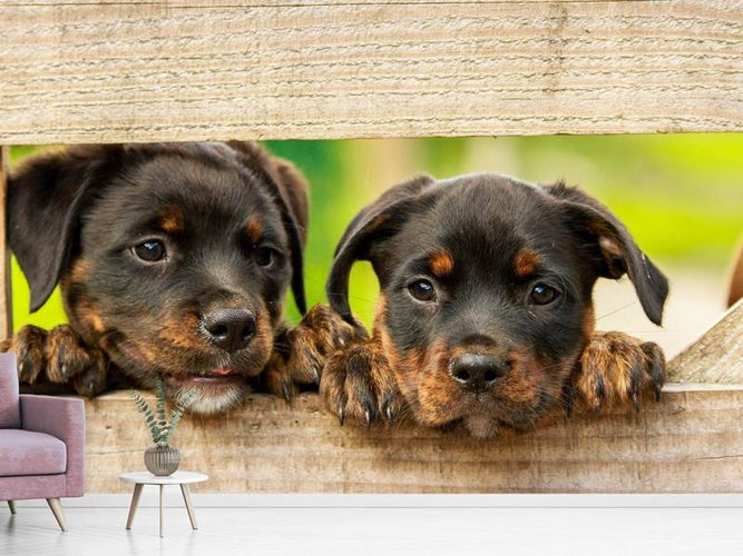 Fotobehang 2 Rottweiler puppies