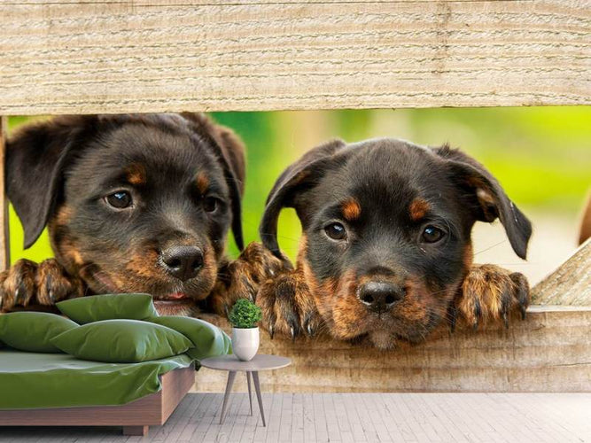 Fotobehang 2 Rottweiler puppies