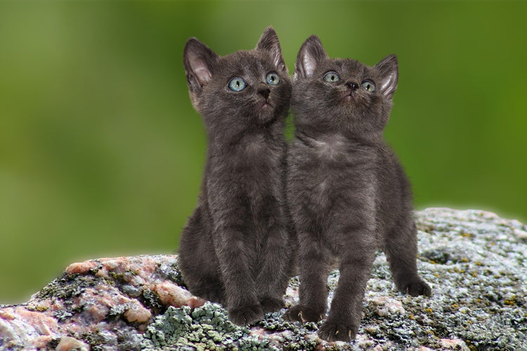 Fotobehang 2 black cats babies