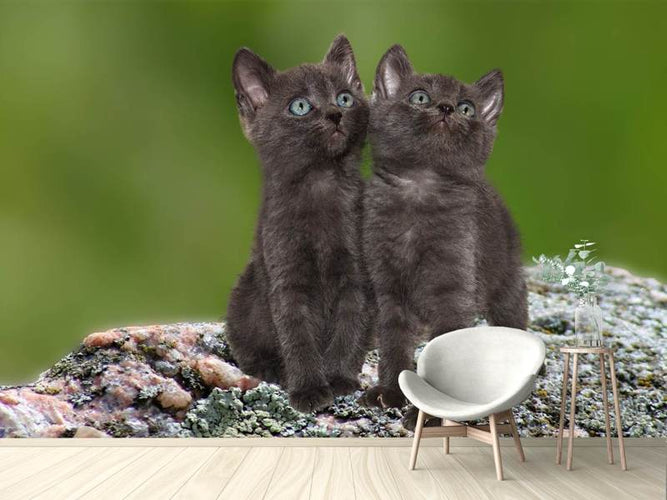 Fotobehang 2 zwarte kittens