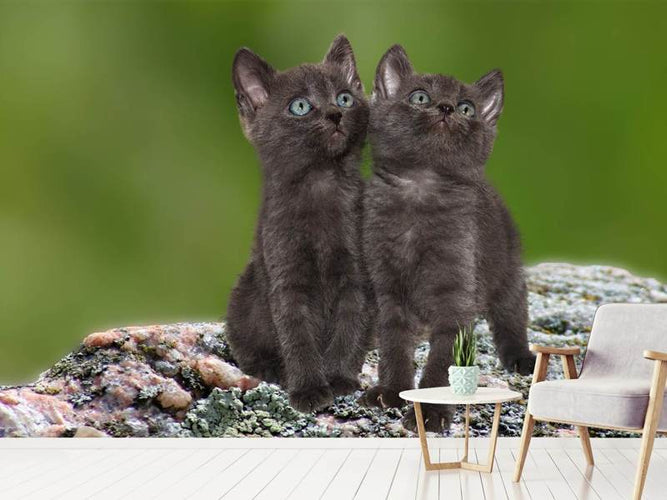 Fotobehang 2 zwarte kittens