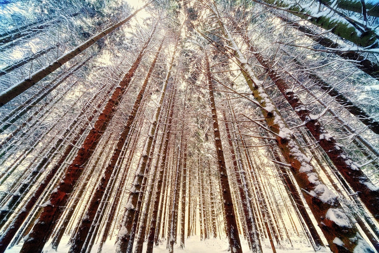 Fotobehang Trees in the snow