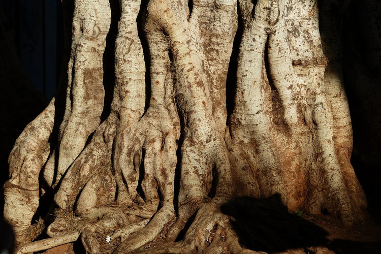 Fotobehang Tree Close Up