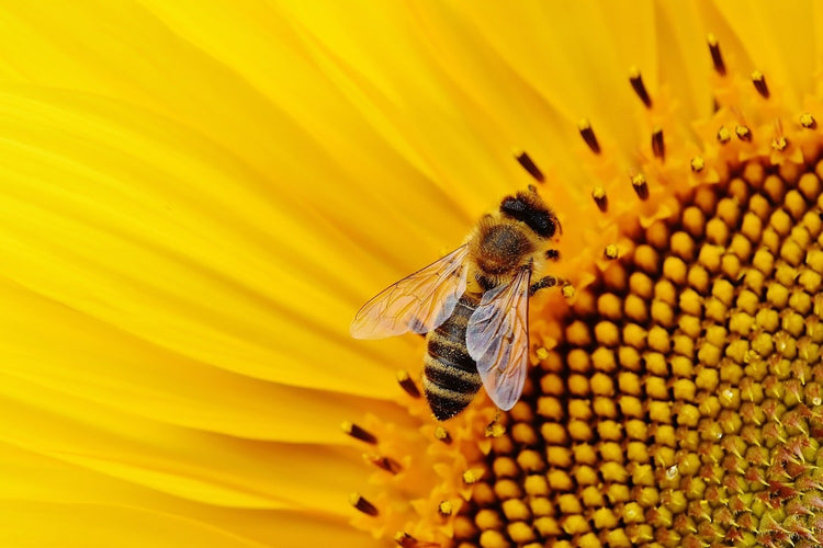 Fotobehang Bee on the sunflower