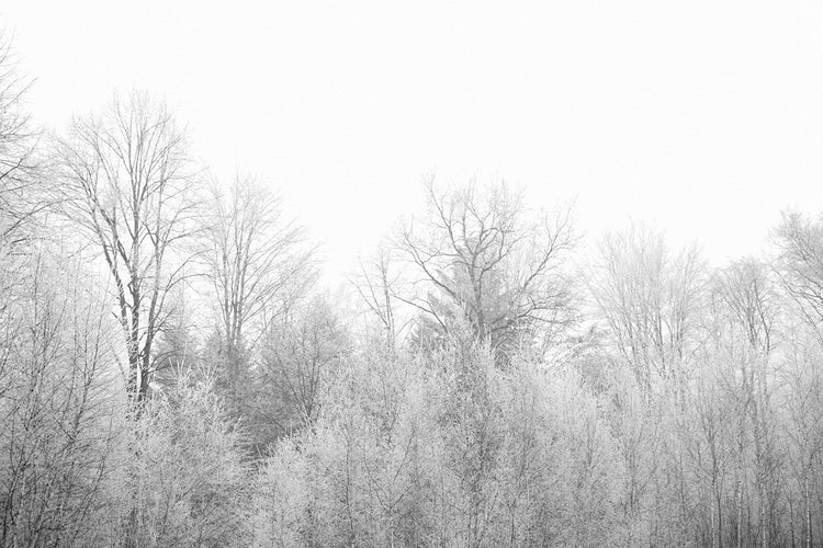 Fotobehang Birches in the snow