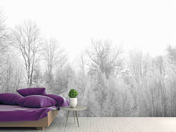 Fotobehang Berken bomen in de sneeuw