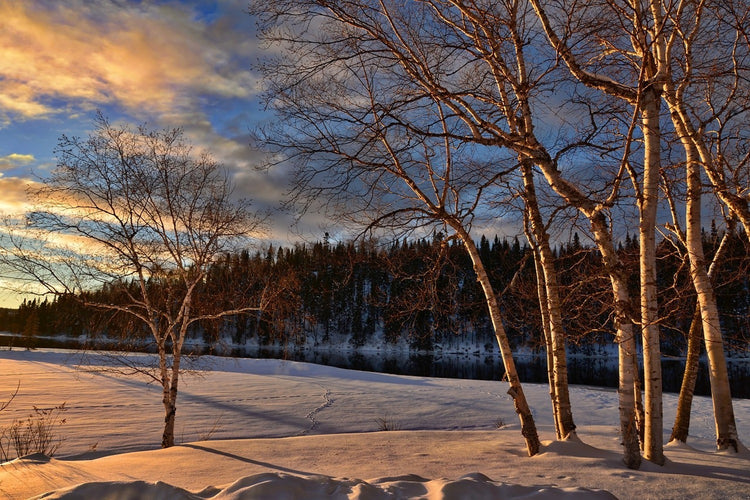 Fotobehang Birches in the winter