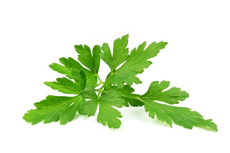 Fotobehang Leaves of parsley