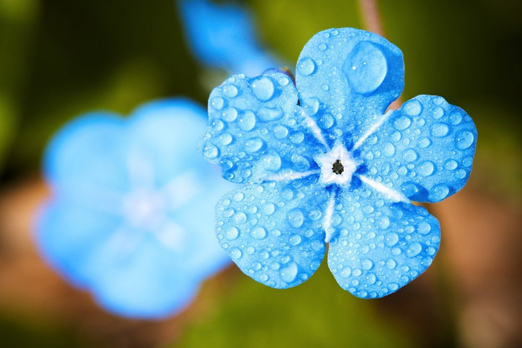 Fotobehang Blue flower with morning dew