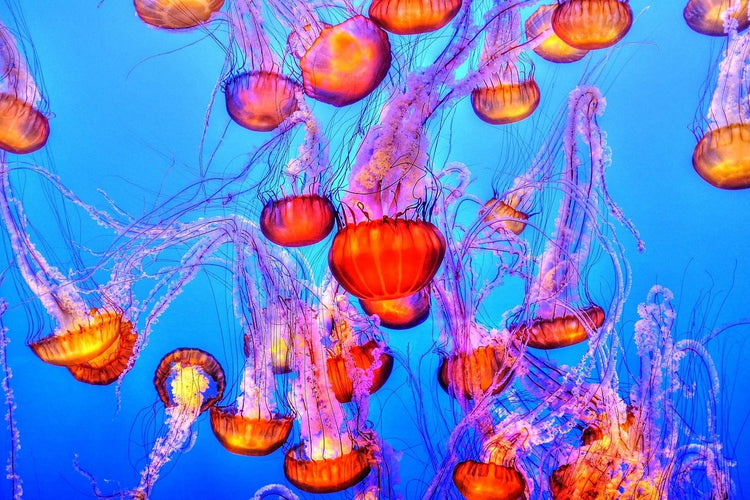 Fotobehang Colorful jellyfish