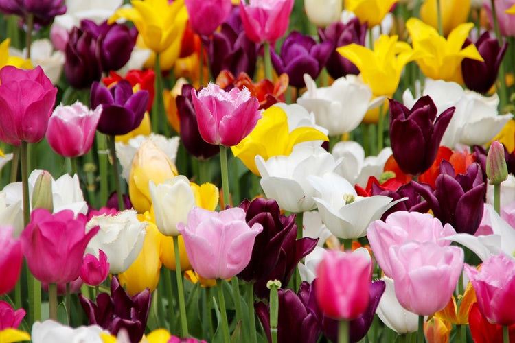 Fotobehang Colorful tulip field