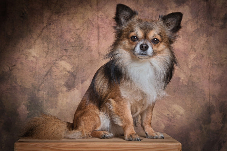 Fotobehang Chihuahua portrait