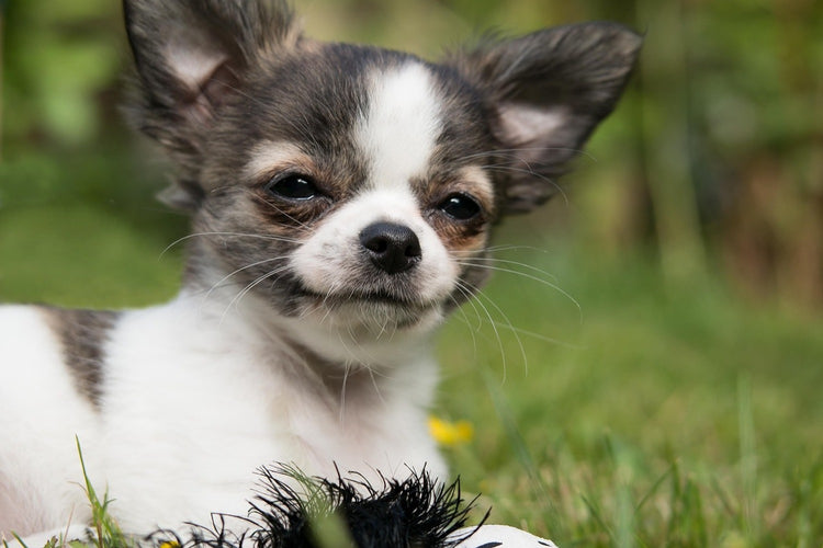 Fotobehang Chihuahua to fall in love